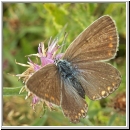 Polyommatus icarus - Hauhechelblaeuling w03.jpg